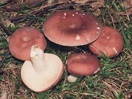 Attēlu rezultāti vaicājumam “Russula vesca”