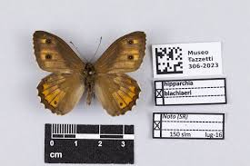 Attēlu rezultāti vaicājumam “Hipparchia semele”