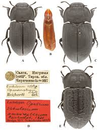Attēlu rezultāti vaicājumam “Opatrum sabulosum”