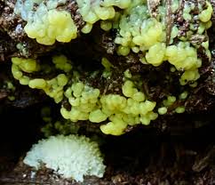 Attēlu rezultāti vaicājumam “Amaurochaete atra young”