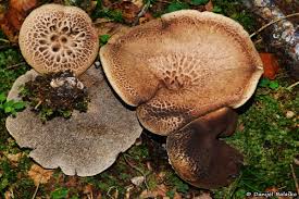 Attēlu rezultāti vaicājumam “Sarcodon imbricatum”