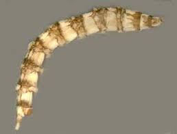 Attēlu rezultāti vaicājumam “Tabanidae”