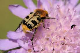 Attēlu rezultāti vaicājumam “Trichius fasciatus”