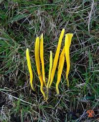 Attēlu rezultāti vaicājumam “Clavulinopsis helvola”