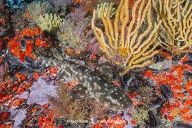 Image result for Haploblepharus pictus