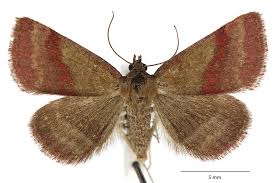 Attēlu rezultāti vaicājumam “Phytometra viridaria”