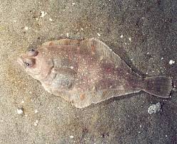 Image result for Paralichthys albigutta