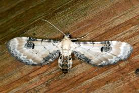 Attēlu rezultāti vaicājumam “Eupithecia centaureata”