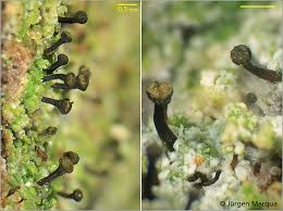 Attēlu rezultāti vaicājumam “Chaenotheca ferruginea”