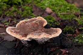 Attēlu rezultāti vaicājumam “Onnia triquetra”