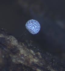 Attēlu rezultāti vaicājumam “Physarum bivalve macro”