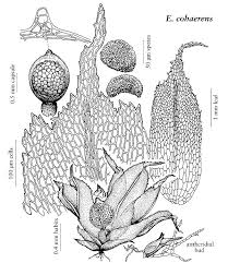 Attēlu rezultāti vaicājumam “Ephemerum serratum sporophyte”