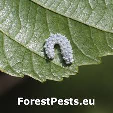 Attēlu rezultāti vaicājumam “Eriocampa ovata larva”