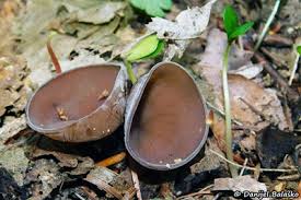 Attēlu rezultāti vaicājumam “Dumontinia tuberosa”