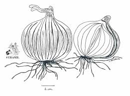 Attēlu rezultāti vaicājumam “Allium cepa”