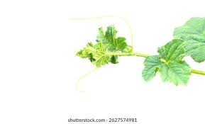 Attēlu rezultāti vaicājumam “Citrullus lanatus leaf”