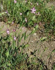 Attēlu rezultāti vaicājumam “Silene borysthenica bud”
