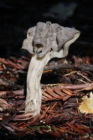 Attēlu rezultāti vaicājumam “Helvella lacunosa”