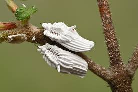 Attēlu rezultāti vaicājumam “Orthezia urticae”