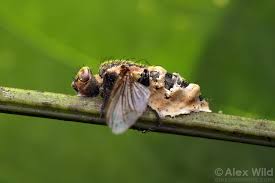 Attēlu rezultāti vaicājumam “Entomophthora”