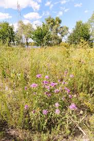 Attēlu rezultāti vaicājumam “Centaurea scabiosa flower”