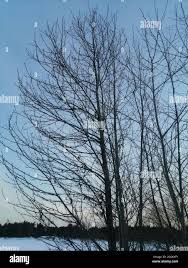 Attēlu rezultāti vaicājumam “Populus laurifolia”