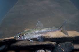 Image result for Osmerus eperlanus