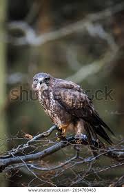Attēlu rezultāti vaicājumam “Buteo buteo adult”