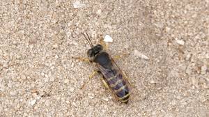 Attēlu rezultāti vaicājumam “Bembix rostrata”