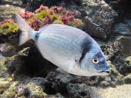 Image result for Diplodus vulgaris