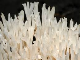 Attēlu rezultāti vaicājumam “Ramariopsis kunzei”