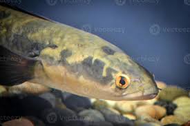 Image result for Channa argus