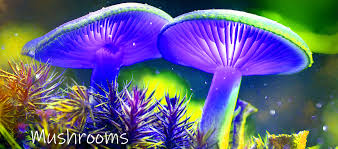 Attēlu rezultāti vaicājumam “Phleogena faginea young”