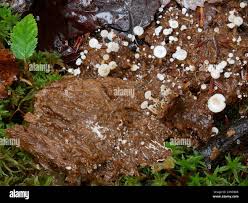 Attēlu rezultāti vaicājumam “Collybia cirrhata”