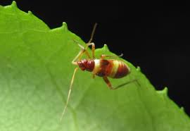 Attēlu rezultāti vaicājumam “Closterotomus biclavatus nymph”