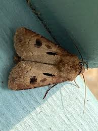 Attēlu rezultāti vaicājumam “Agrotis exclamationis”