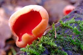 Attēlu rezultāti vaicājumam “Sarcoscypha austriaca”