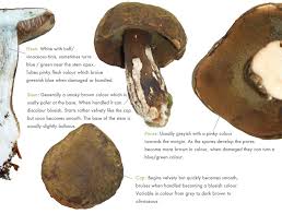 Attēlu rezultāti vaicājumam “Porphyrellus porphyrosporus”