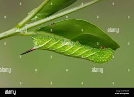 Attēlu rezultāti vaicājumam “Craniophora ligustri larva”