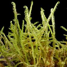 Attēlu rezultāti vaicājumam “Hamatocaulis vernicosus”