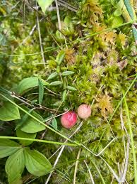 Attēlu rezultāti vaicājumam “Carex viridula fruit”