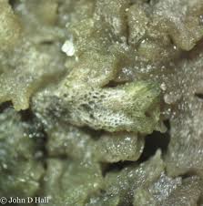 Attēlu rezultāti vaicājumam “Riccia cavernosa”