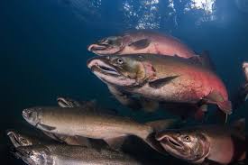 Image result for Oncorhynchus