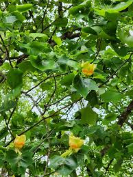 Attēlu rezultāti vaicājumam “Populus x jackii flower”