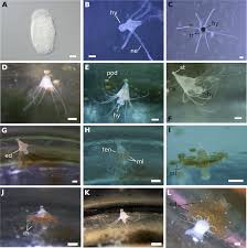 Attēlu rezultāti vaicājumam “Spilosoma lutea larva”