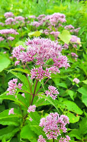 Attēlu rezultāti vaicājumam “Lycogala maculatum young”