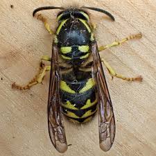 Attēlu rezultāti vaicājumam “Vespidae”