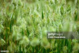 Attēlu rezultāti vaicājumam “Cynosurus cristatus”