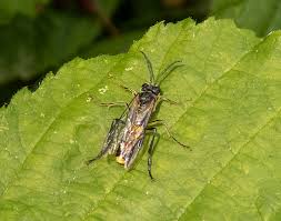 Attēlu rezultāti vaicājumam “Tenthredo scrophulariae exuvia”