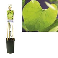 Attēlu rezultāti vaicājumam “Aristolochia durior leaf”